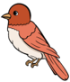 bird