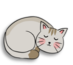 grey cat